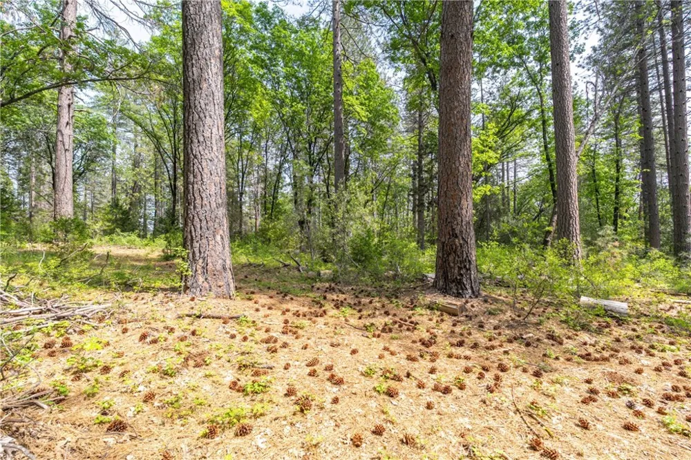 Scotty Ln Forest Ranch, CA 95942