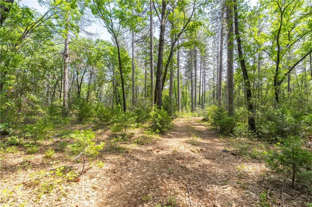 Scotty Ln Forest Ranch, CA 95942