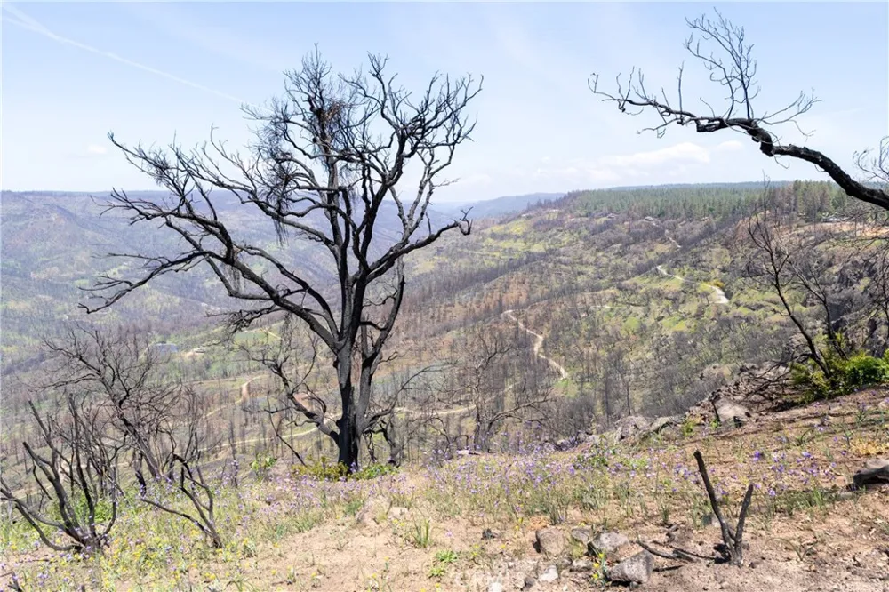 Toll Gate Way Forest Ranch, CA 95942