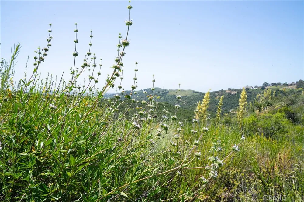 Chris Lane Trabuco Canyon, CA 92679