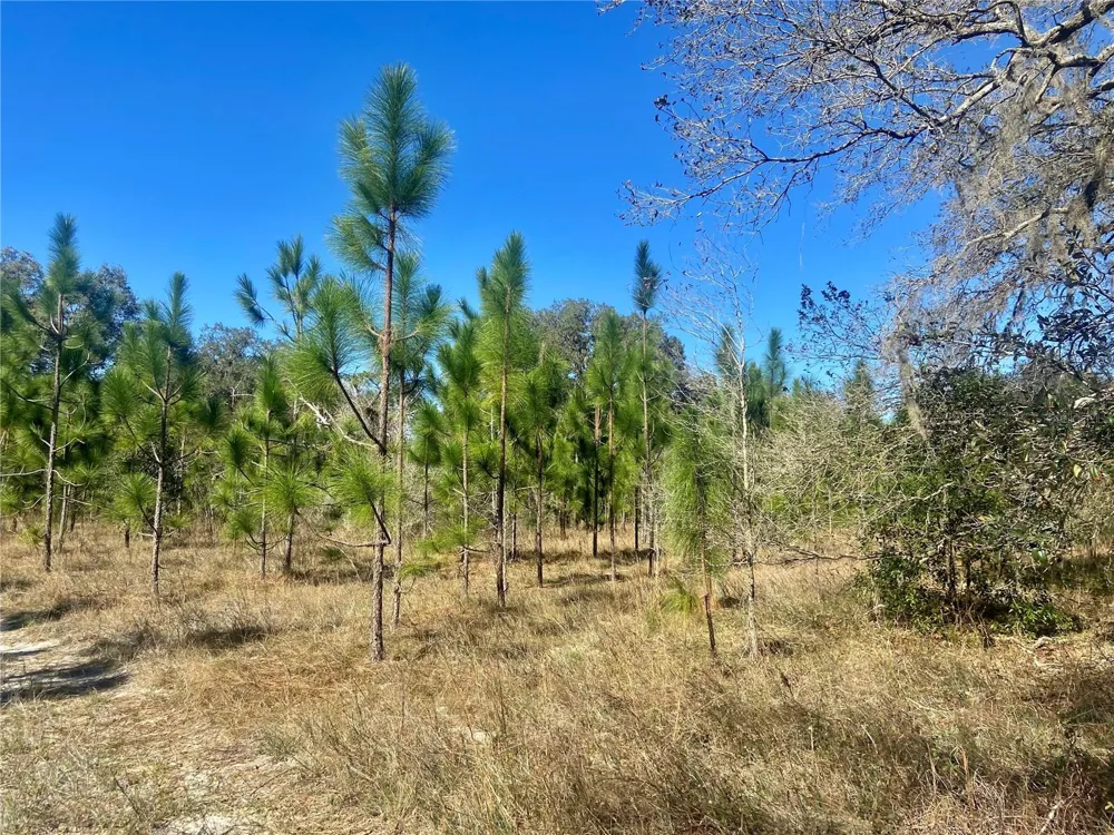 01 UNNAMED Spring Hill, FL 34610