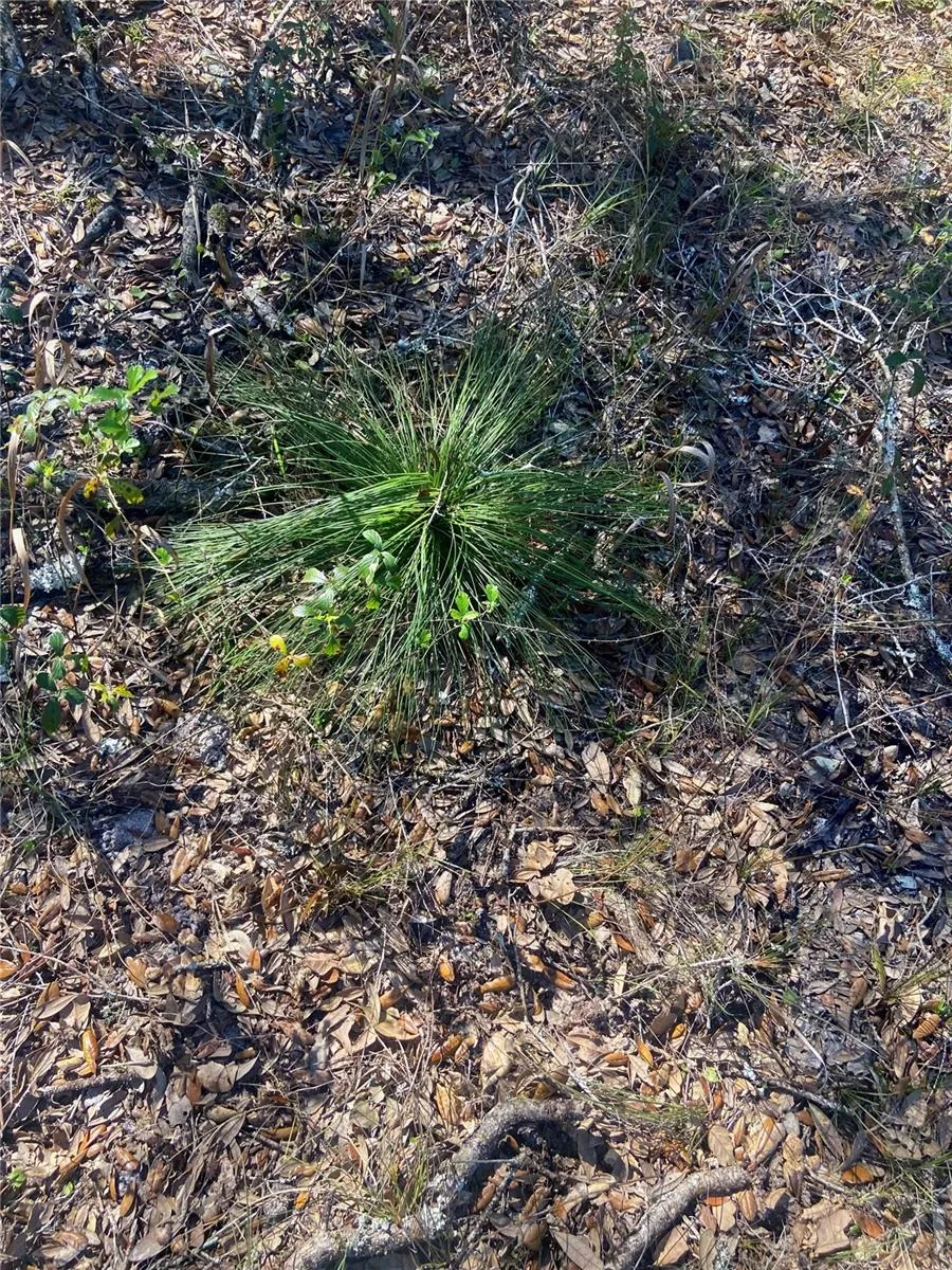 01 UNNAMED Spring Hill, FL 34610