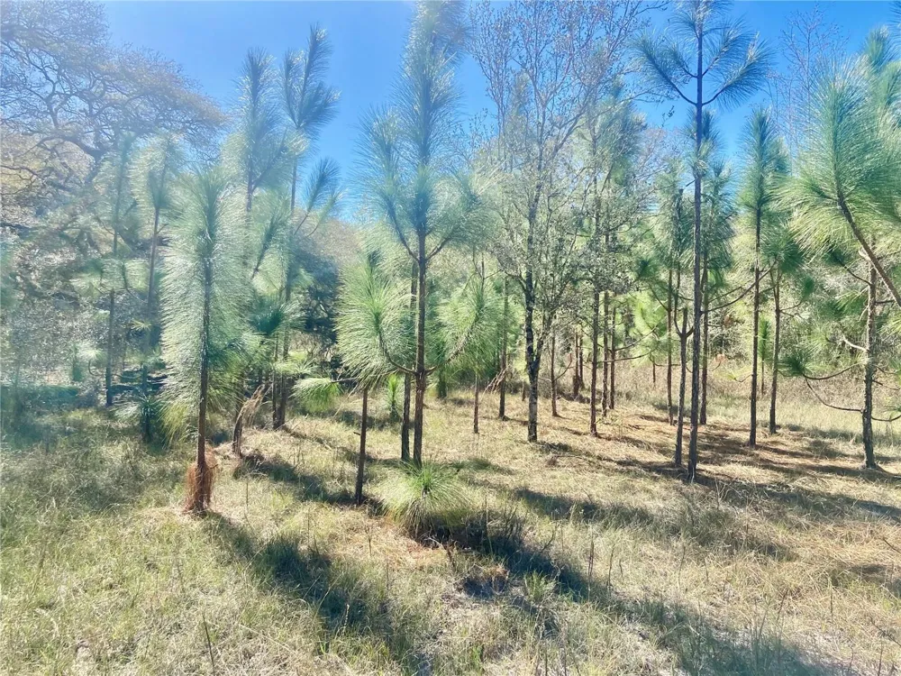 01 UNNAMED Spring Hill, FL 34610