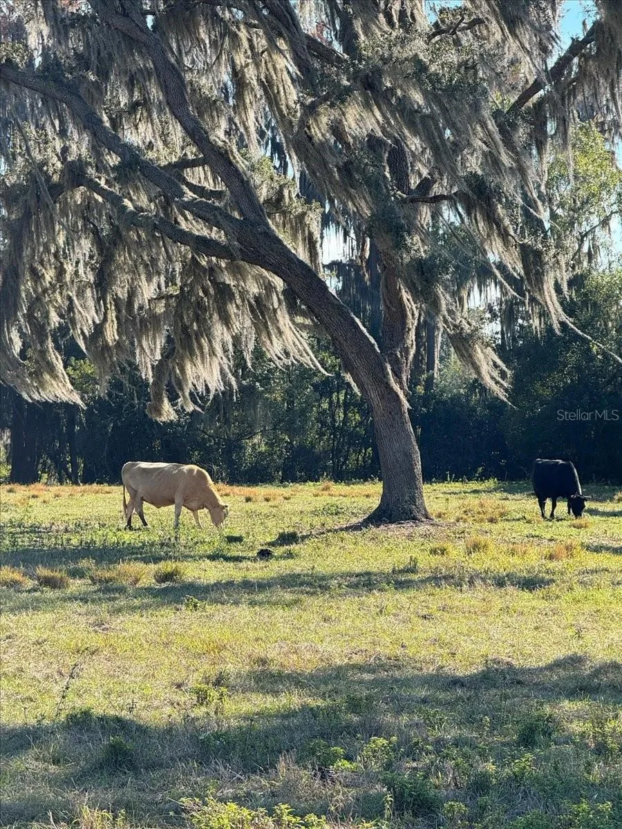 BOY SCOUT ROAD Odessa, FL 33556