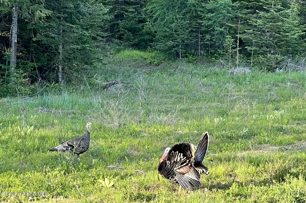 Lot 16 Blk 1 Leonard Loop Athol, ID 83801