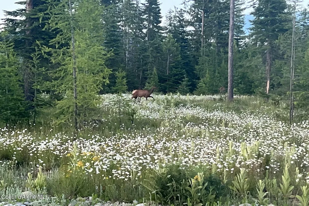 Lot 16 Blk 1 Leonard Loop Athol, ID 83801