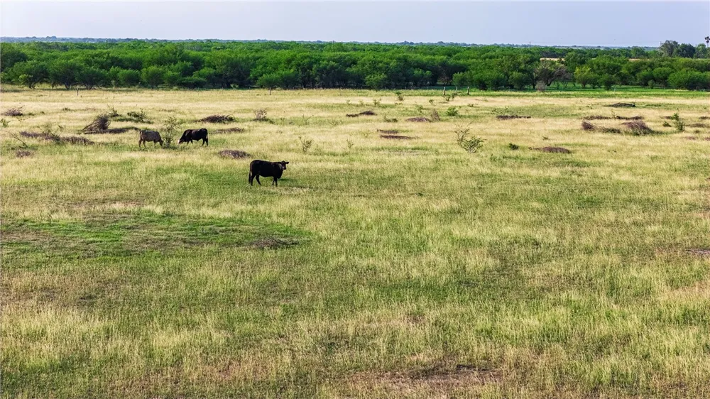 FM 534 & FM 3162 Sandia, TX 78383