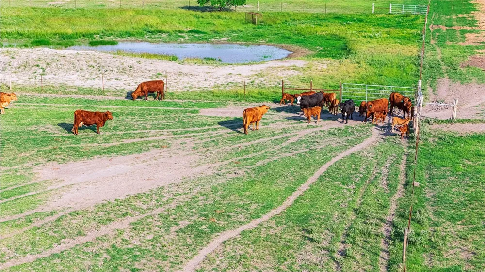 FM 534 & FM 3162 Sandia, TX 78383