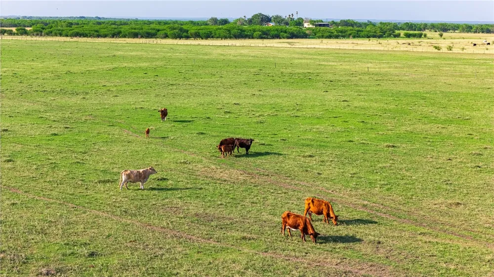 FM 534 & FM 3162 Sandia, TX 78383