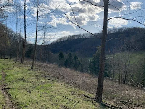 662 Wilmore Hollow Rd Pleasant Shade, TN 37145