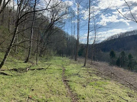 662 Wilmore Hollow Rd Pleasant Shade, TN 37145