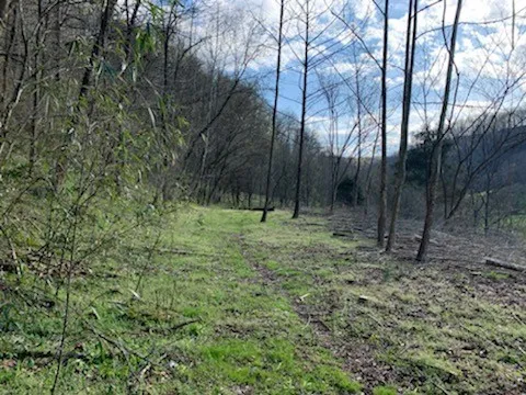 662 Wilmore Hollow Rd Pleasant Shade, TN 37145
