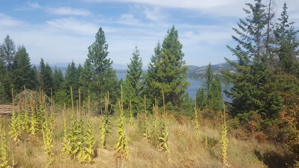 Lot 13 LISA ROAD Harrison, ID 83833
