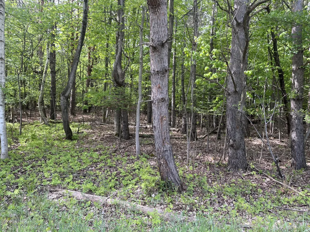 Mortimer Line Road Croswell, MI 48422