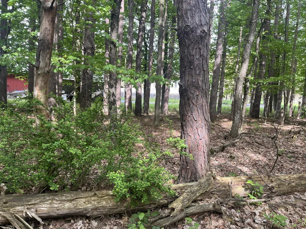 Mortimer Line Road Croswell, MI 48422