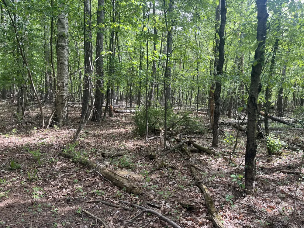 Mortimer Line Road Croswell, MI 48422