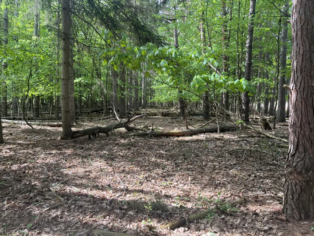 Mortimer Line Road Croswell, MI 48422