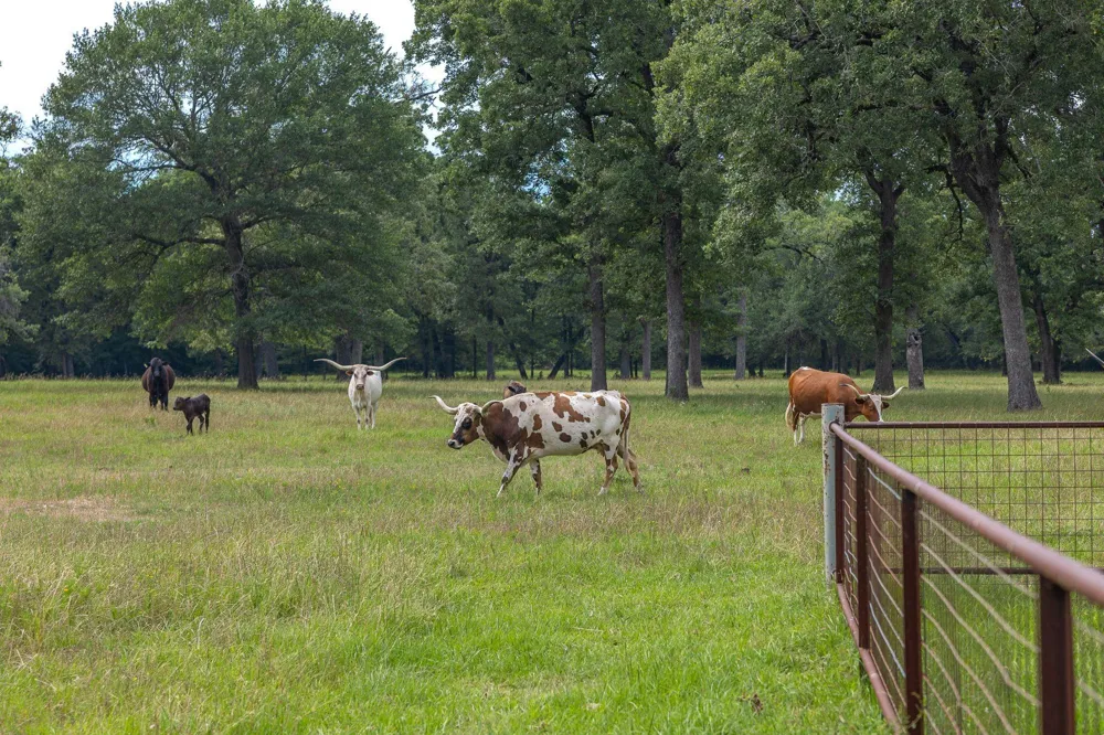 4988 Paso Fino Lane Madisonville, TX 77864