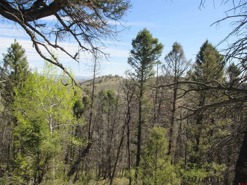 51 Mosquito Way Powderhorn, CO 81243