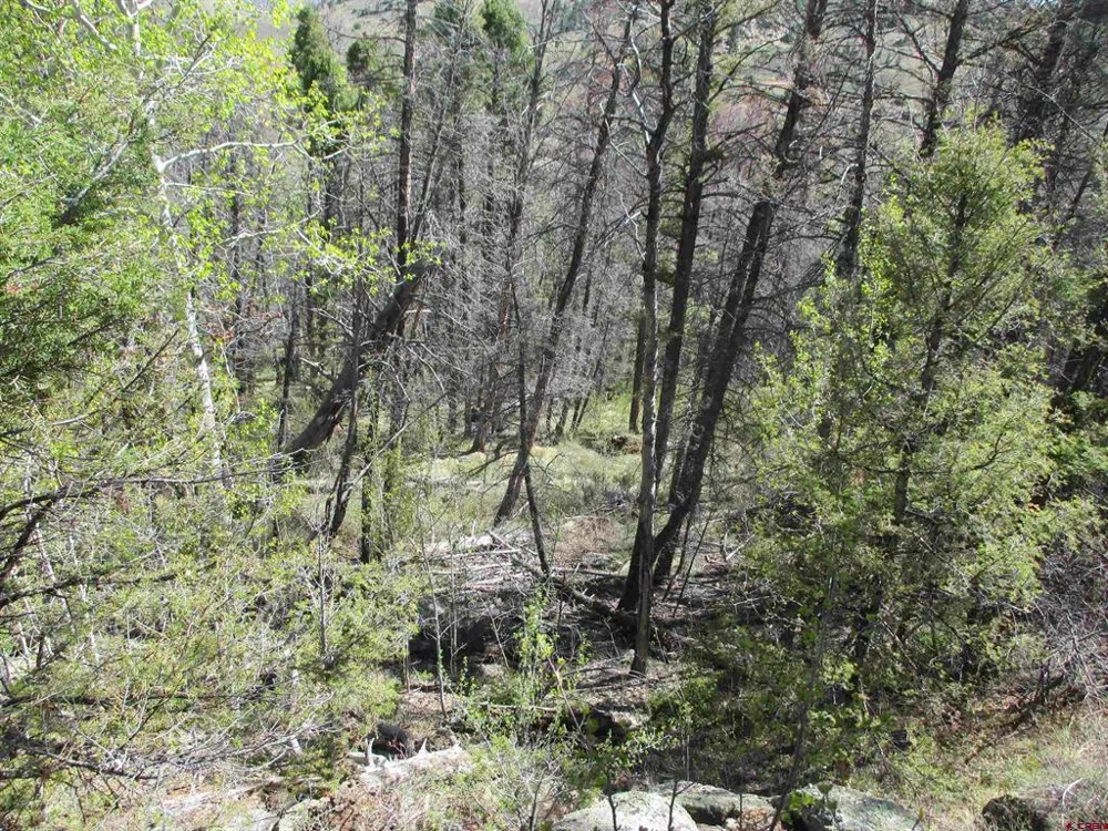 51 Mosquito Way Powderhorn, CO 81243