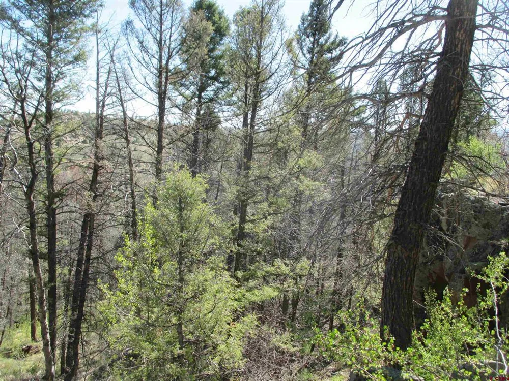 51 Mosquito Way Powderhorn, CO 81243