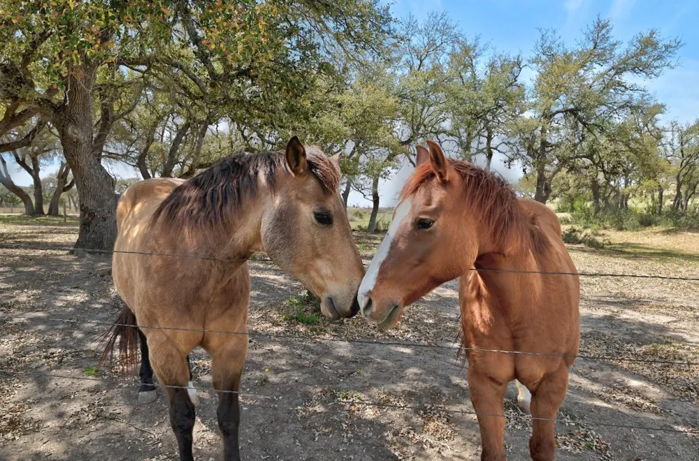 343 Cattle Creek Drive Johnson City, TX 78636