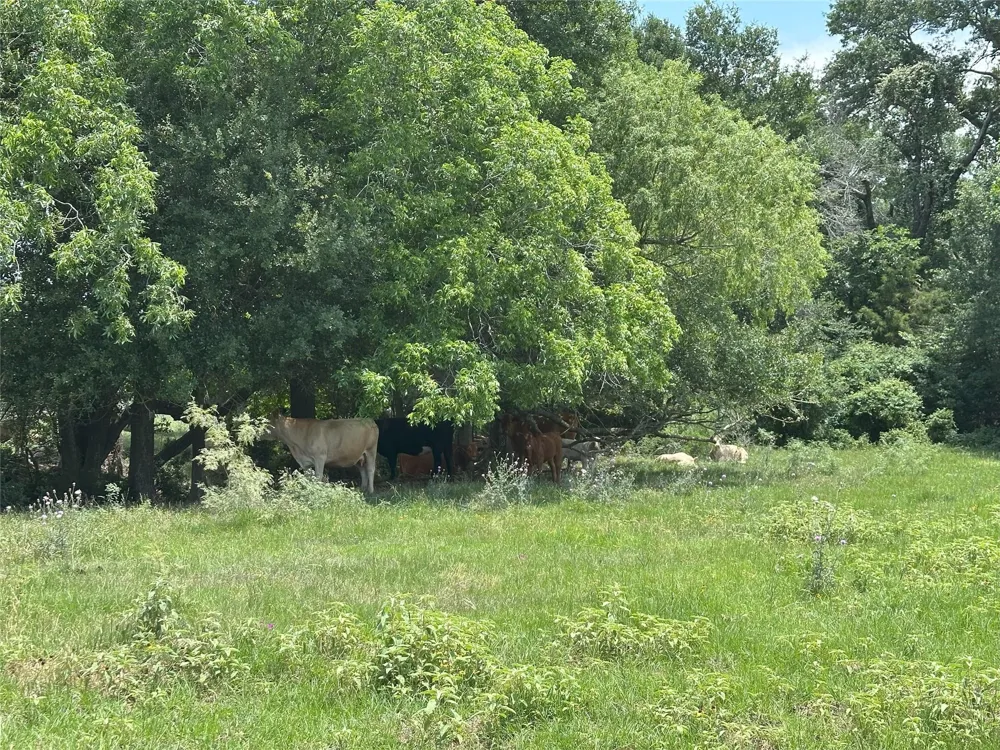 8110 N Hwy 77 Lexington, TX 78947