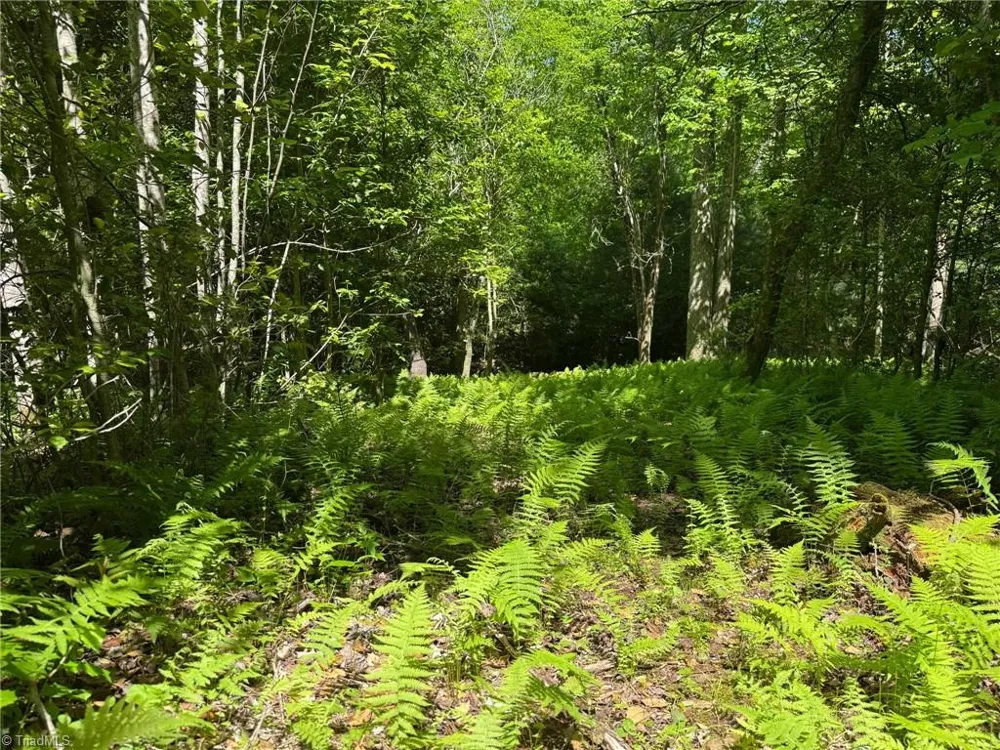 Lot 54 Billings Hill Church Road Traphill, NC 28683