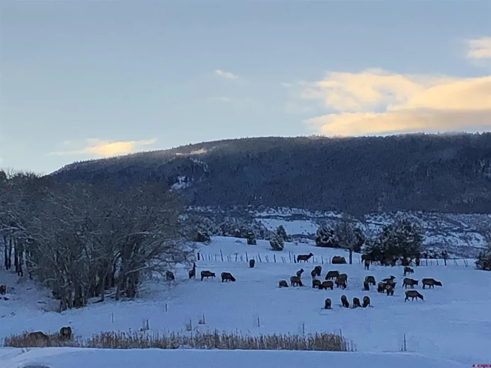 57191 ME ROAD Collbran, CO 81624