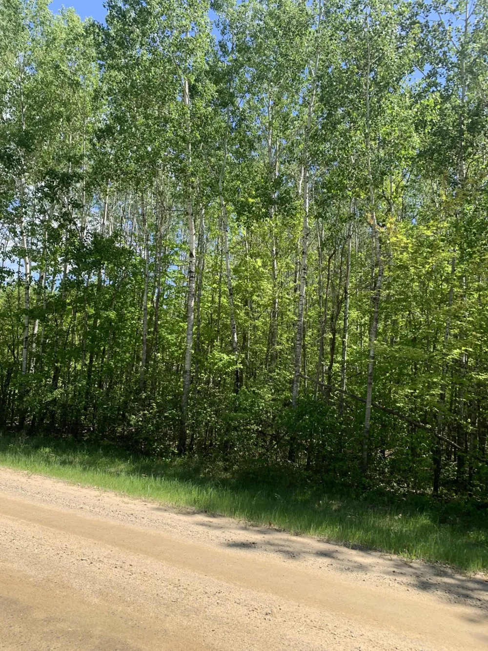 TBD 63rd Ave N Walker, MN 56484