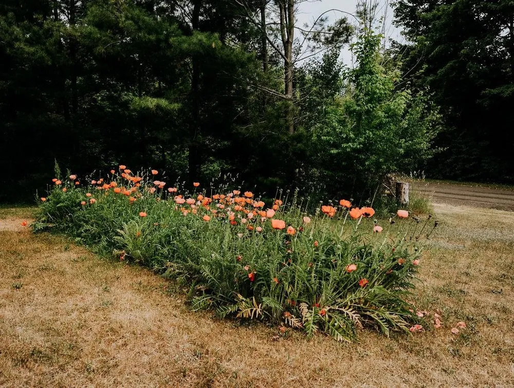 11184 Mill Street Leelanau Township, MI 49670