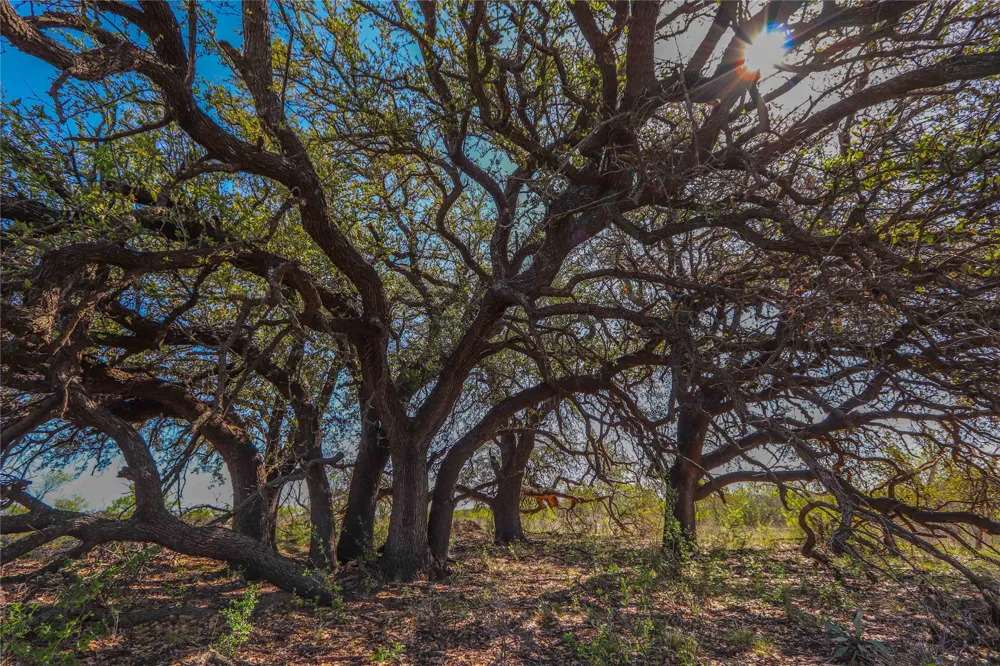 1952 FM 1689 Comanche, TX 76442