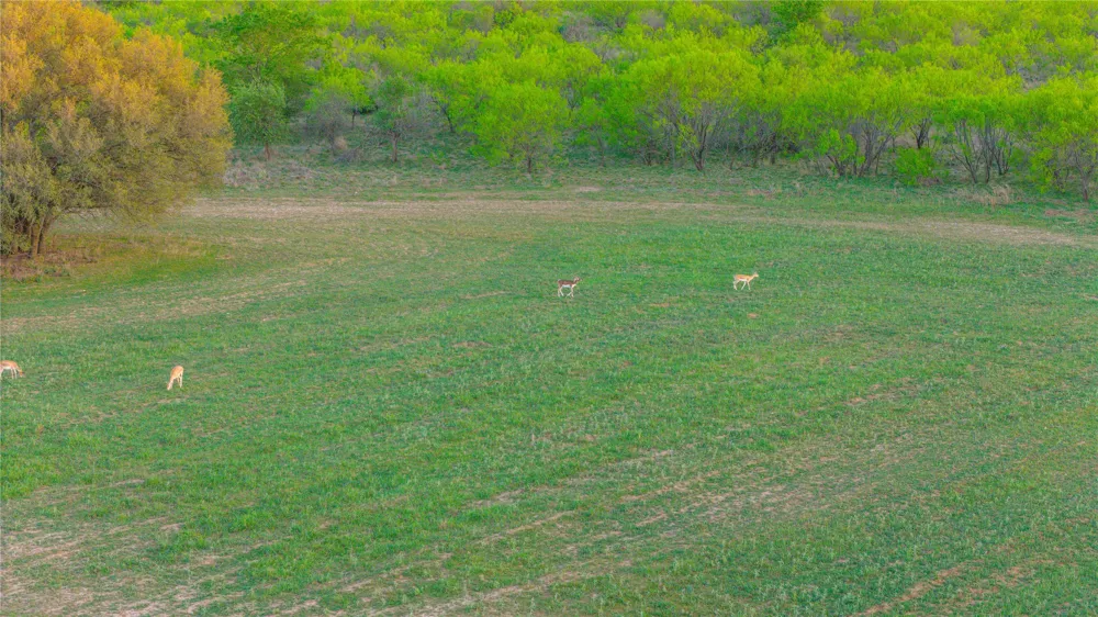 1952 FM 1689 Comanche, TX 76442