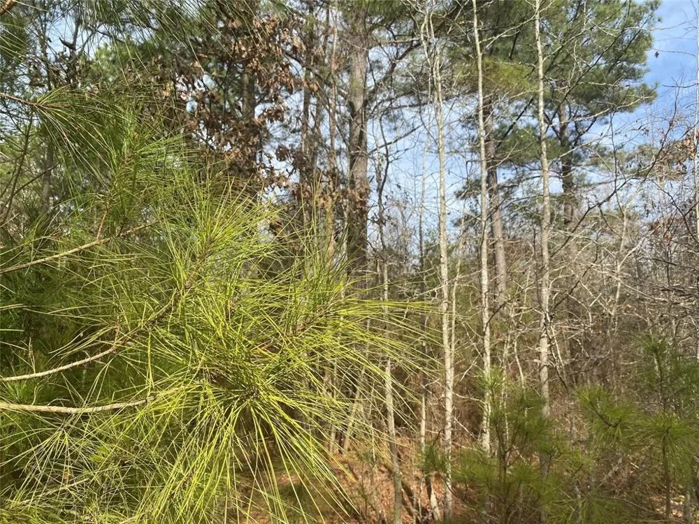 CR 2622 Marietta, TX 75566