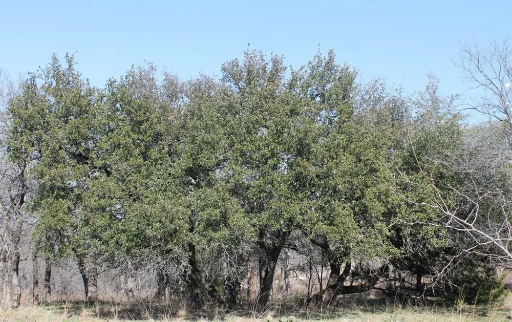 Ridgeline Drive Chico, TX 76431