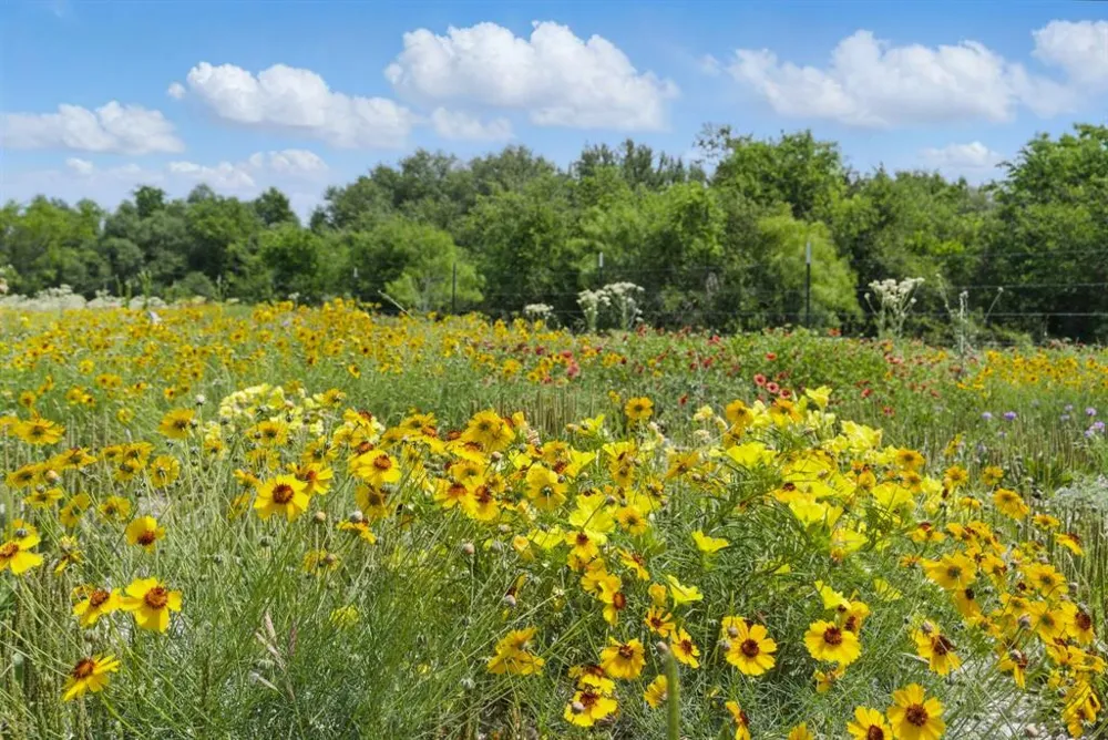 1613 County Road 440 De Leon, TX 76444