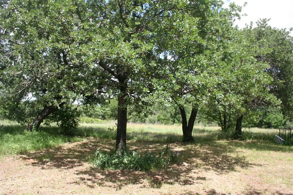 215 Buzbee Road Palo Pinto, TX 76484