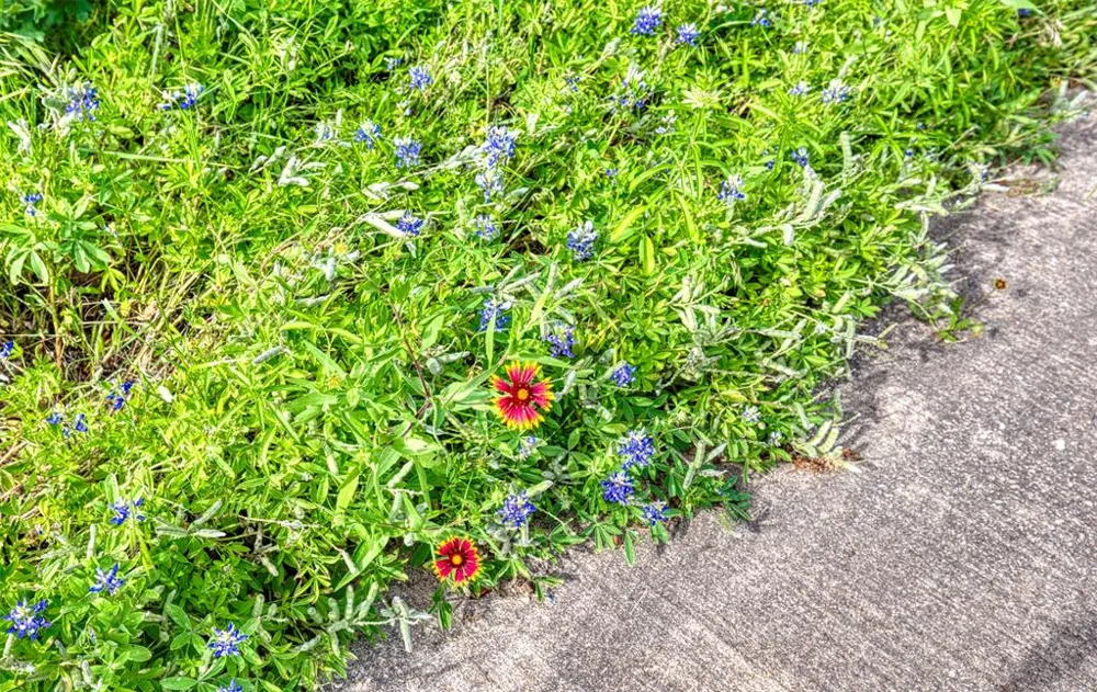 711 Pearl Cove Oak Point, TX 75068