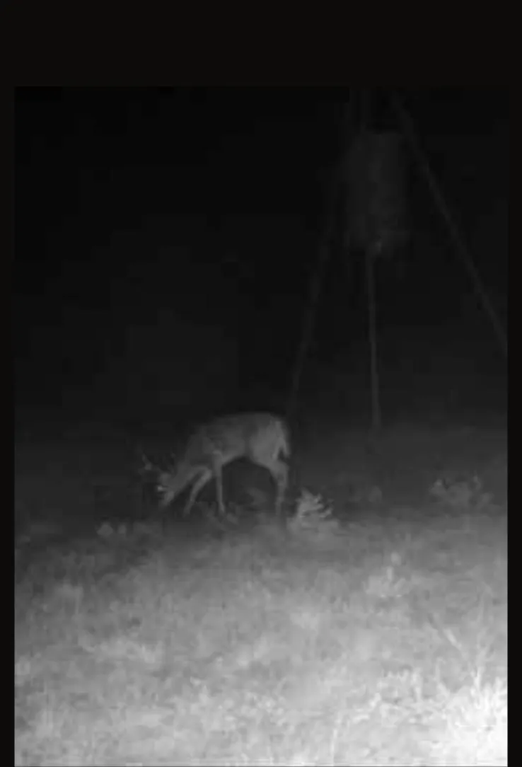 County Road 209 Wingate, TX 79566