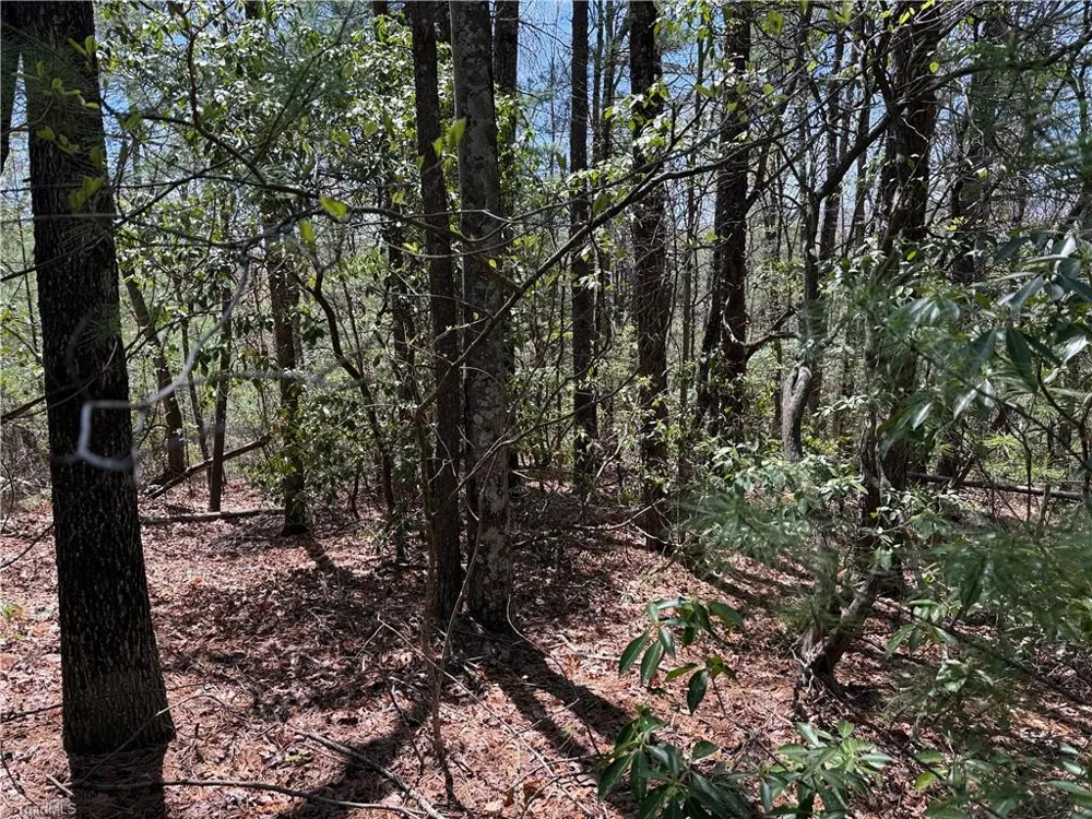 Lot 213 Casey Mountain Road Purlear, NC 28665