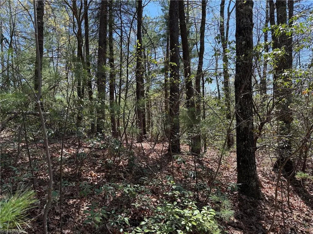 Lot 213 Casey Mountain Road Purlear, NC 28665