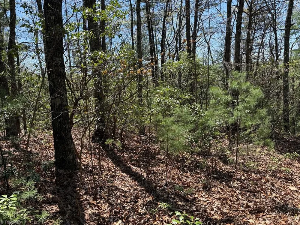 Lot 213 Casey Mountain Road Purlear, NC 28665