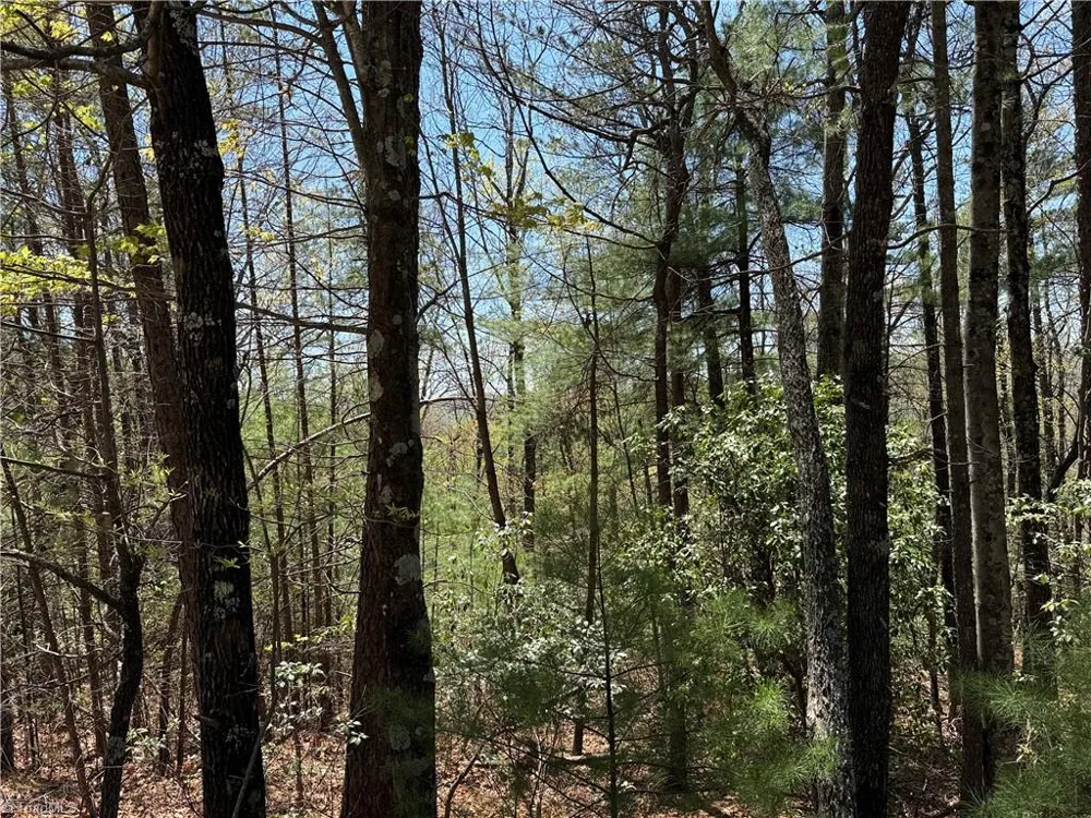 Lot 213 Casey Mountain Road Purlear, NC 28665