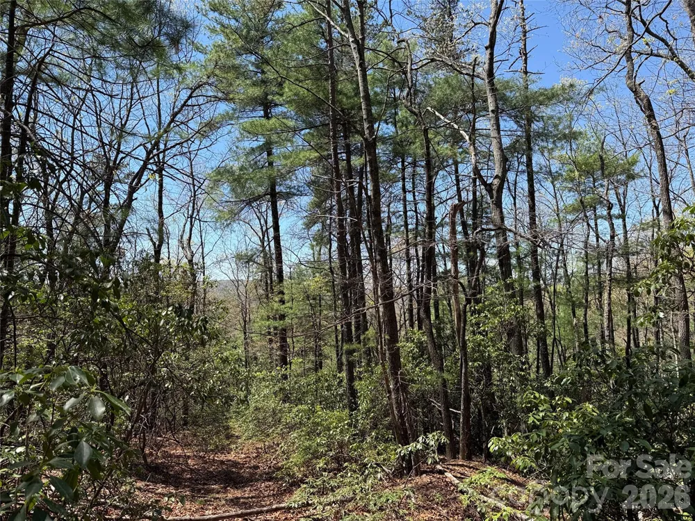 TBD Casey Mountain Road #213 Purlear, NC 28665