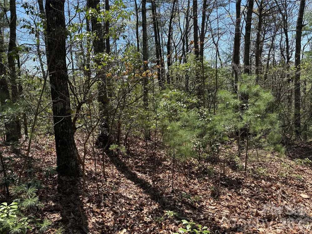 TBD Casey Mountain Road #213 Purlear, NC 28665