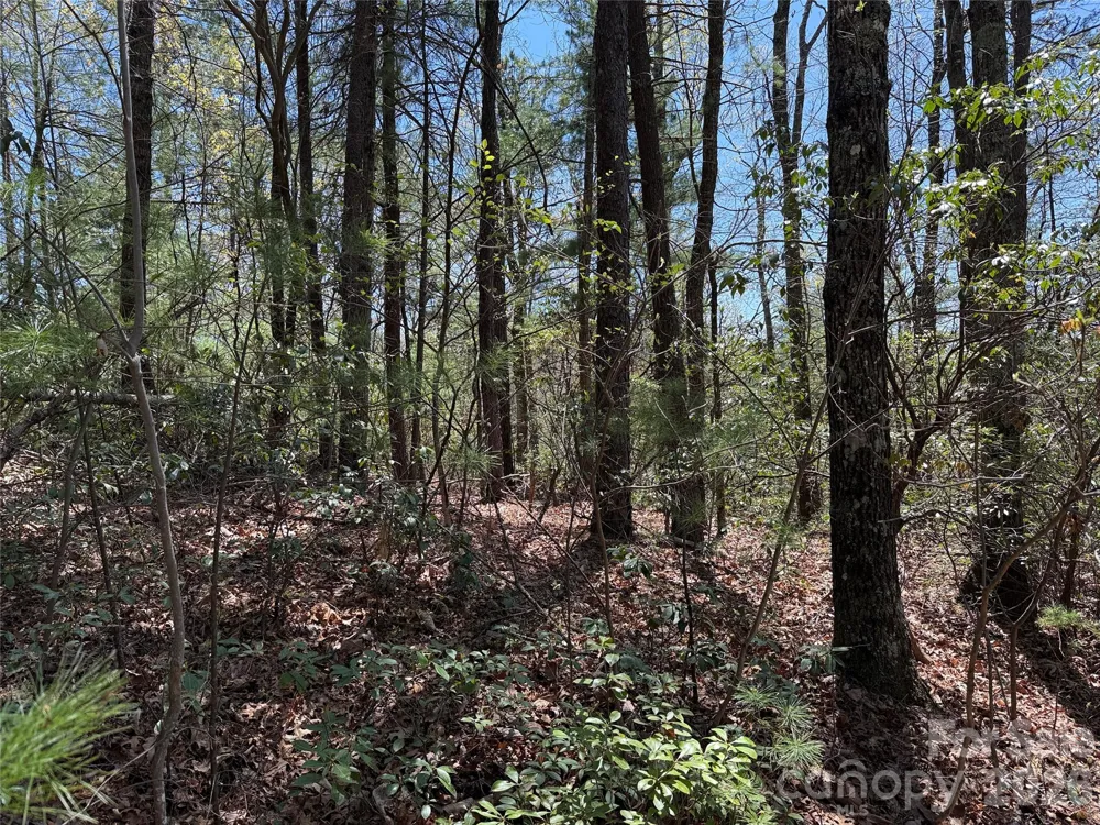 TBD Casey Mountain Road #213 Purlear, NC 28665