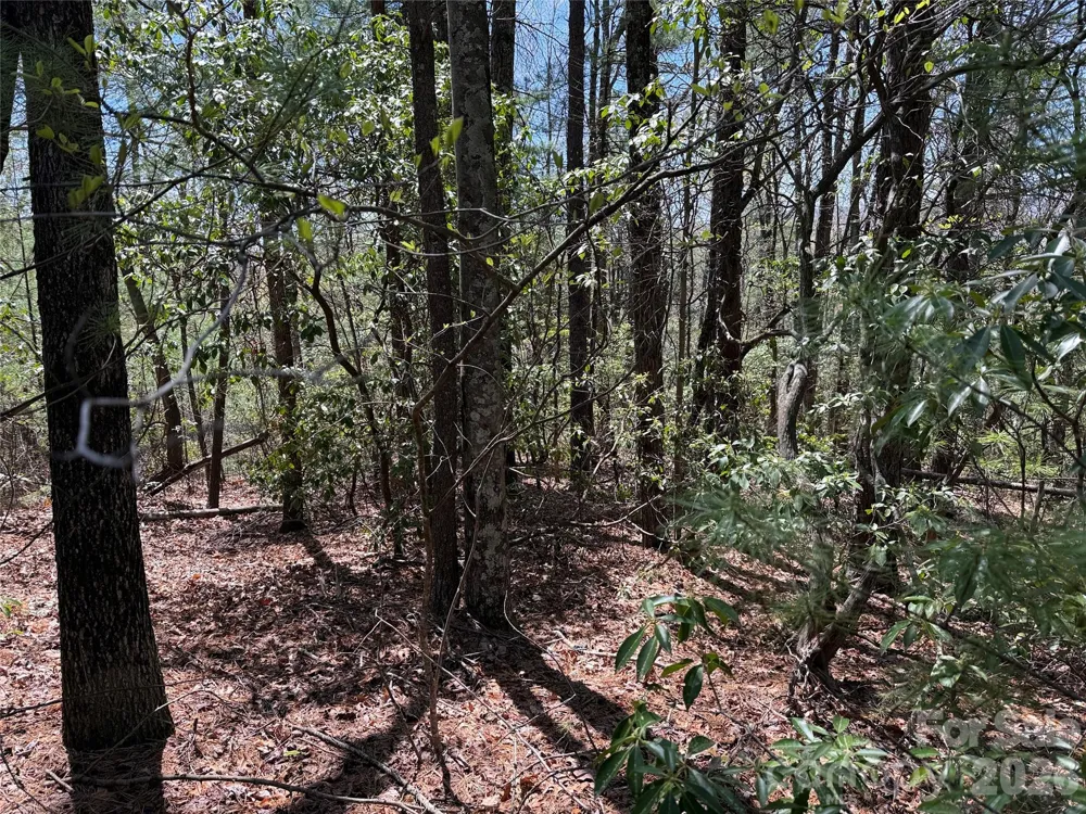 TBD Casey Mountain Road #213 Purlear, NC 28665