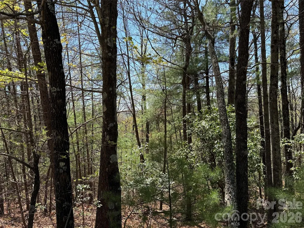 TBD Casey Mountain Road #213 Purlear, NC 28665