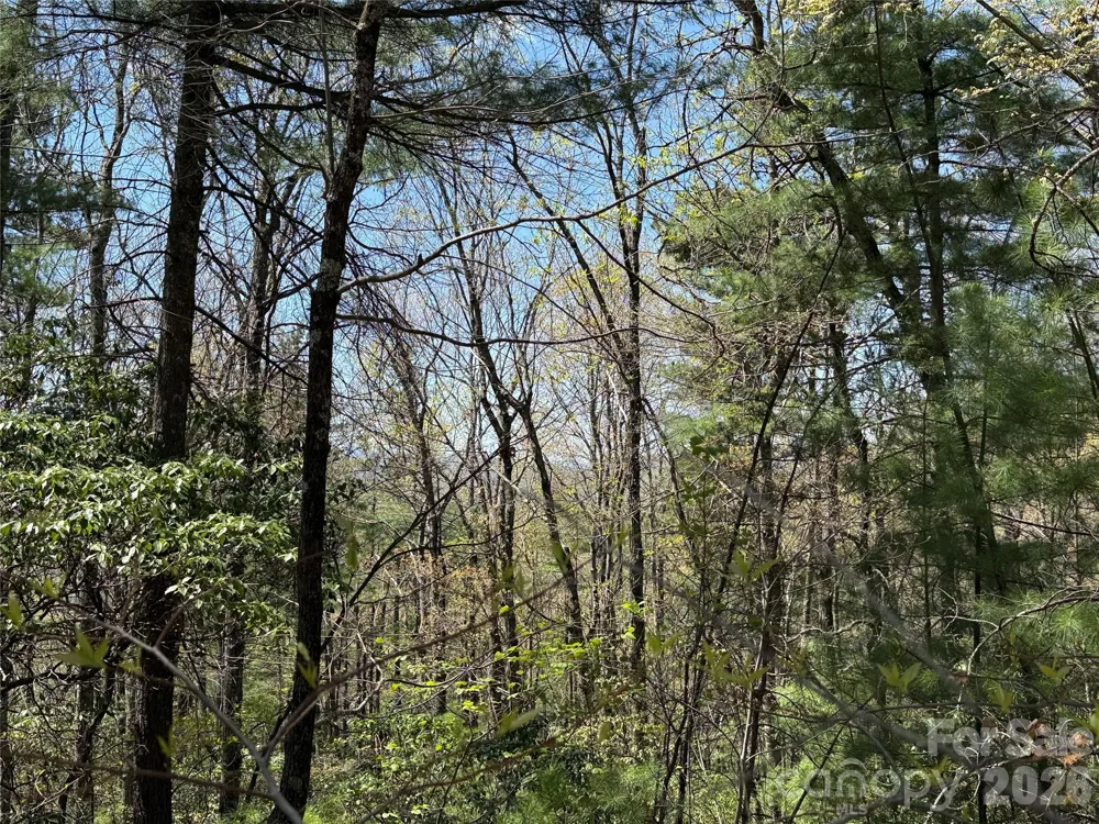 TBD Casey Mountain Road #213 Purlear, NC 28665