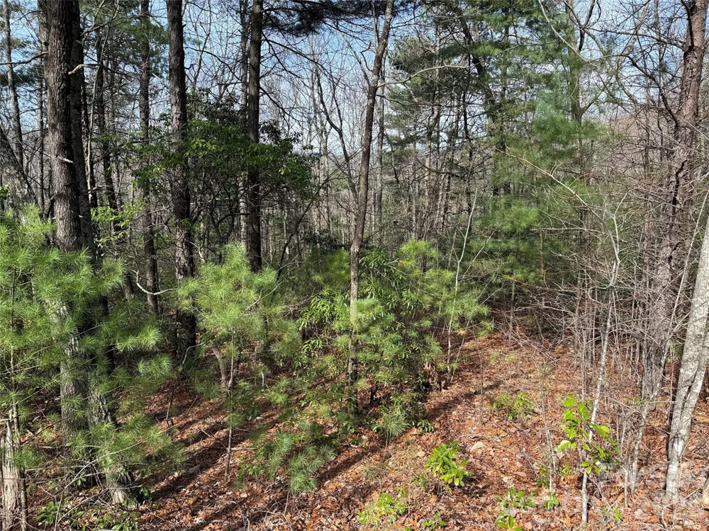 TBD Casey Mountain Road #213 Purlear, NC 28665